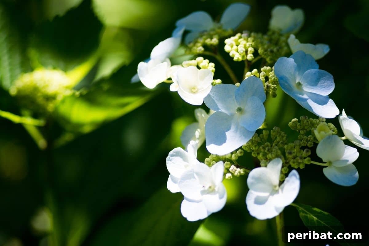 Lush white hydrangea blooms thriving in a garden with dappled shade.