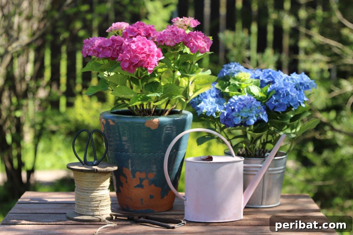 Potted hydrangea flowers adorning an outdoor table with a watering can nearby.