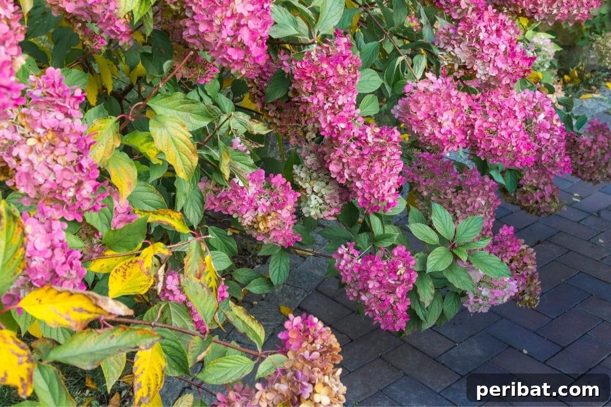 A beautiful pink hydrangea flower showing signs of temporary wilting in the sun.