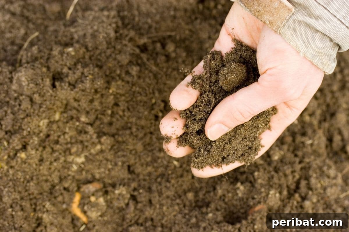 Gardener holding soil in hand for quality testing, preparing for hydrangea planting.