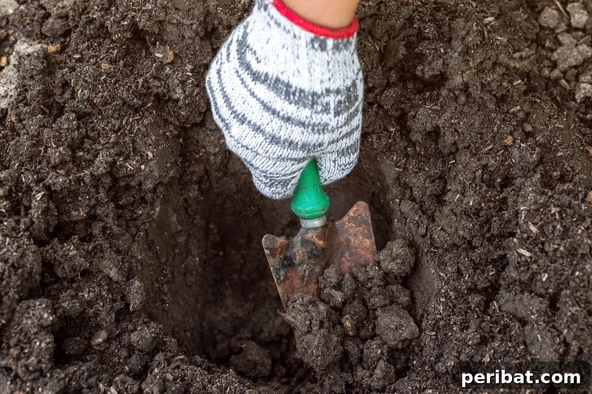 Digging a wide, shallow hole in the garden for proper hydrangea planting.