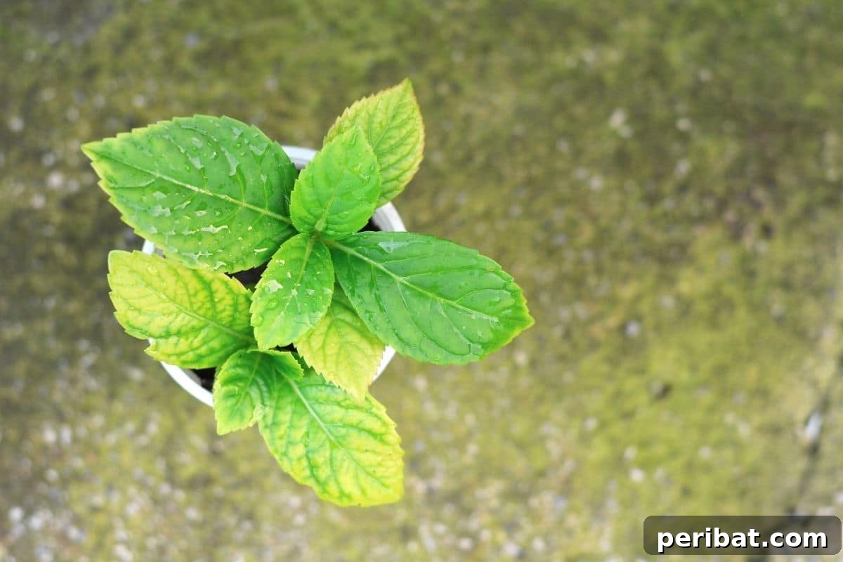 A newly propagated hydrangea cutting growing in a container.