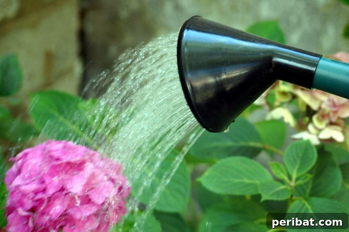 Watering a thriving hydrangea bush with a garden hose, ensuring deep penetration.