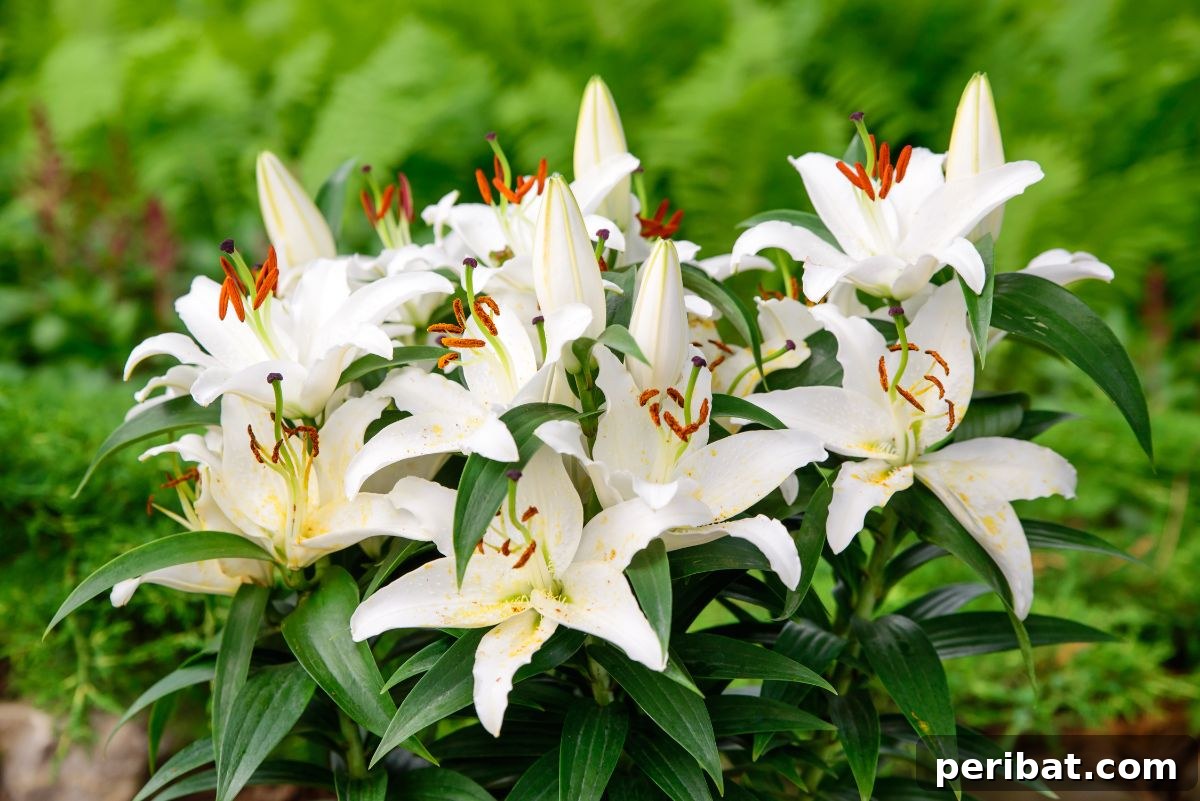 Transform Your Garden with Breathtaking Lilies 11 A lush bush of Longiflorum Lilies, commonly known as Easter Lilies, displaying their pristine white, trumpet-shaped blooms in a garden setting.