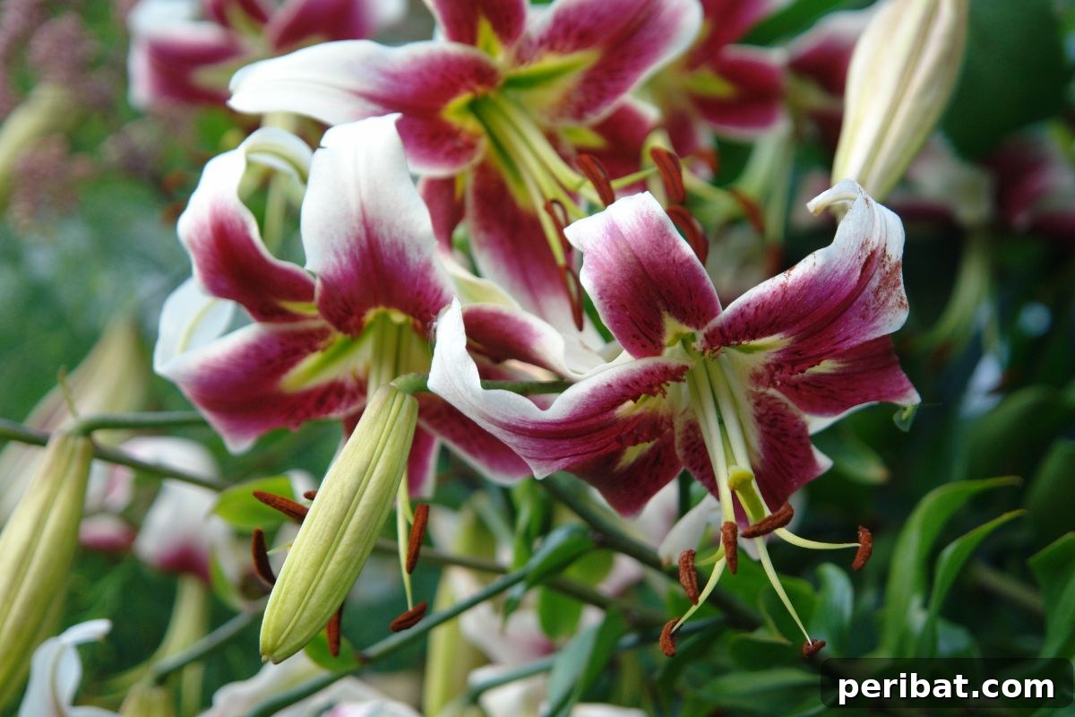 Transform Your Garden with Breathtaking Lilies 12 A cluster of vibrant Orienpet Lilies in full bloom, showcasing their large, trumpet-to-bowl-shaped flowers and diverse colors in a garden.