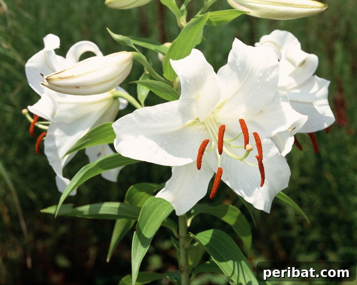 Transform Your Garden with Breathtaking Lilies 13 Stunning white Casablanca Lilies with their large, star-shaped blooms and a subtle fragrance, perfect for elegant arrangements.