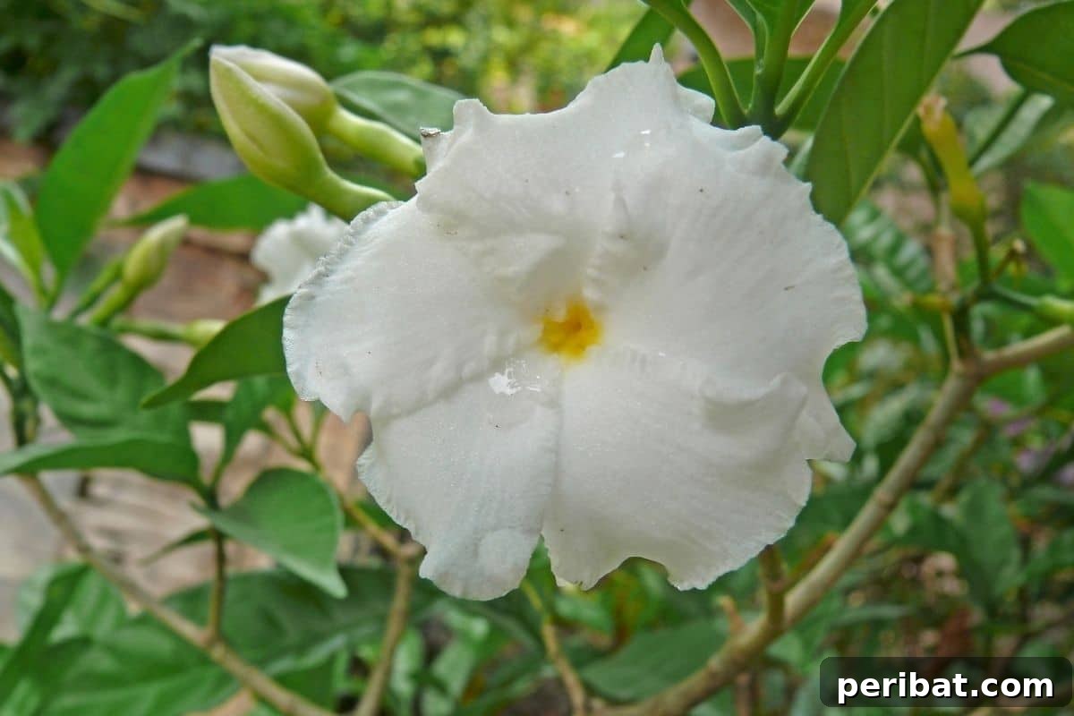 Transform Your Garden with Breathtaking Lilies 14 Dramatic white Flore Pleno Lilies, a double tiger lily variety, showcasing intricate, multi-petaled blooms in a garden.