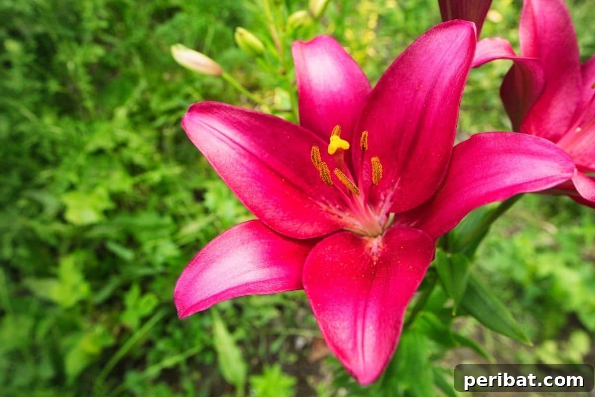 Transform Your Garden with Breathtaking Lilies 15 Vibrant dark pink LA Hybrid Lilies with large, striking blooms, showcasing their unique blend of Asiatic and Longiflorum characteristics.