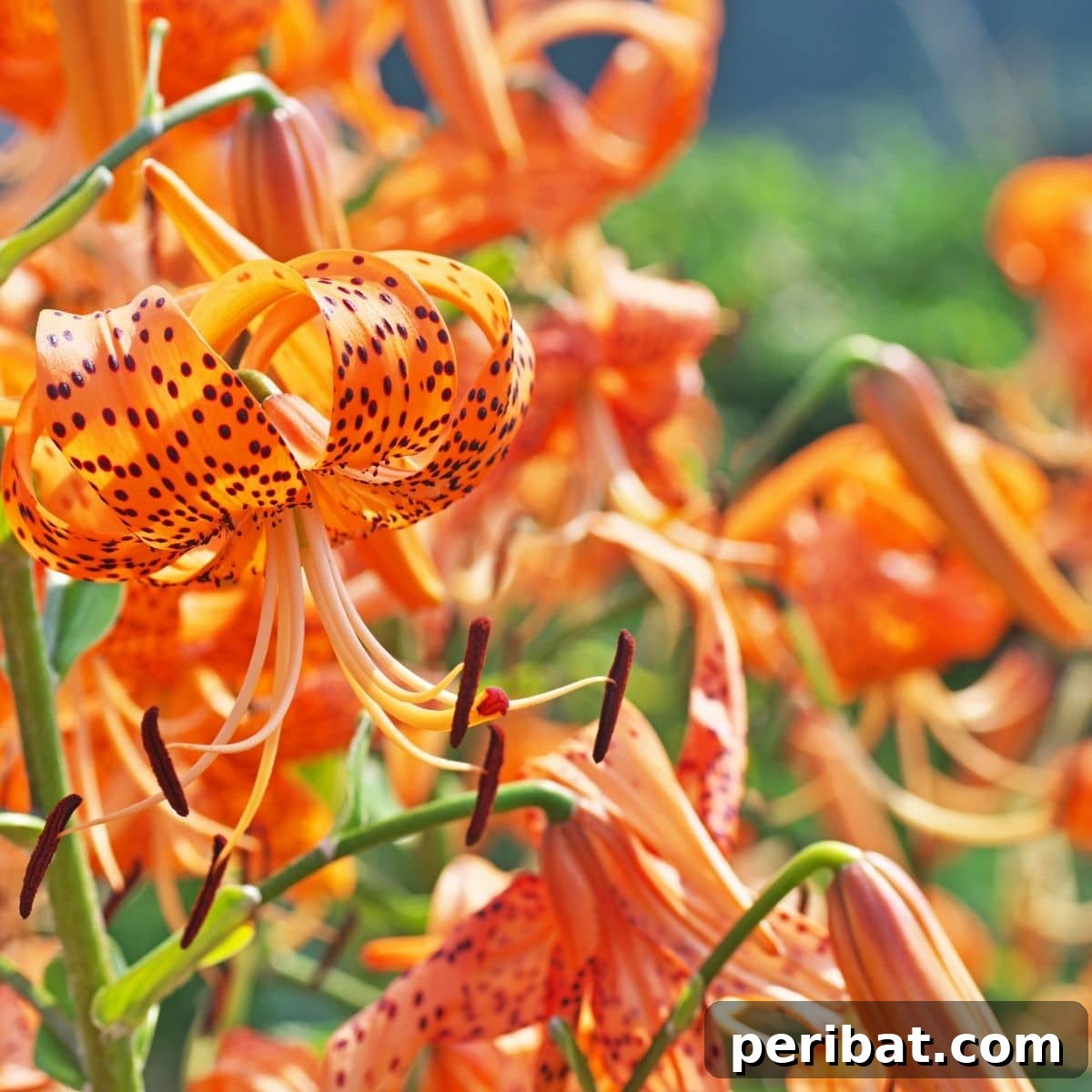 Transform Your Garden with Breathtaking Lilies 16 A majestic Tiger Lily 'Splendens' in full bloom, showcasing its vivid orange petals adorned with distinct black spots, adding a wild touch to the garden.