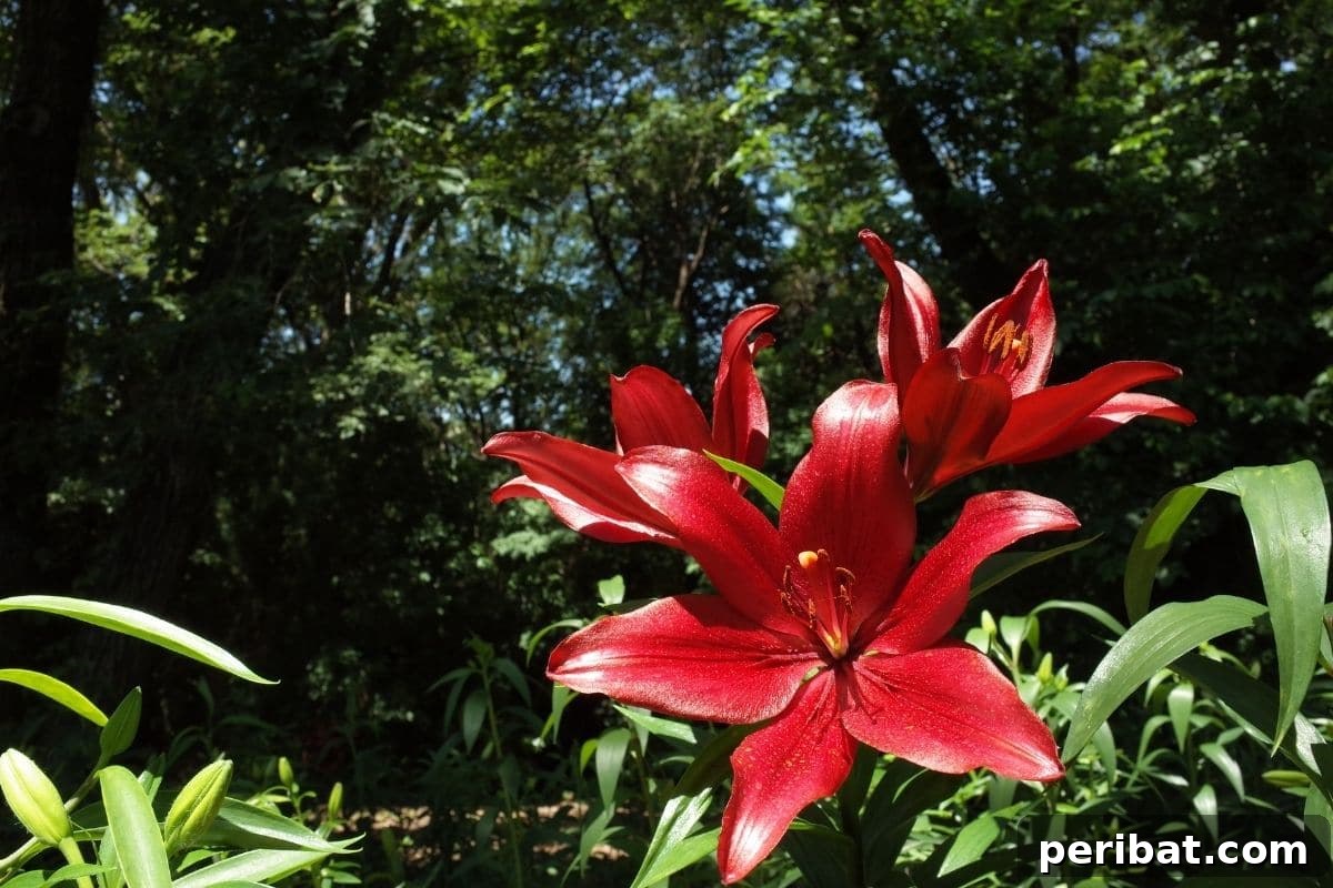 Transform Your Garden with Breathtaking Lilies 17 Deep red Corleone Lilies blooming elegantly in a dappled forest setting, their rich color contrasting with the natural greenery.