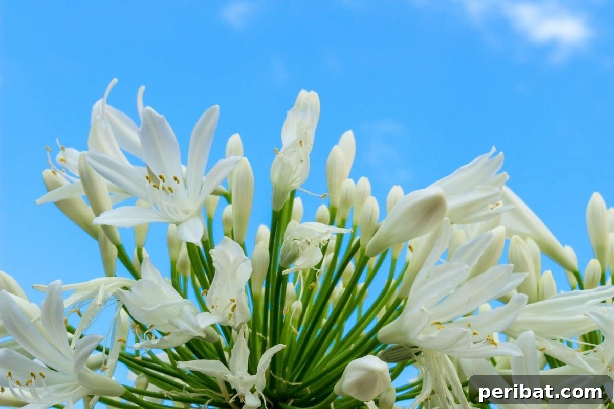 Transform Your Garden with Breathtaking Lilies 3 Stunning white Madonna Lilies with their trumpet-shaped blooms reaching towards a clear blue sky, exuding elegance and purity.