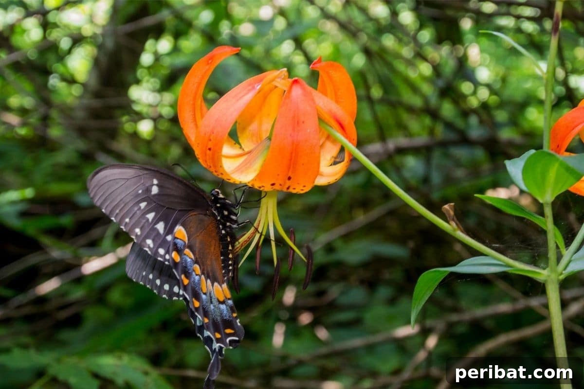 Transform Your Garden with Breathtaking Lilies 5 A beautiful Turk’s Cap Lily with a vibrant butterfly perched on its distinctively recurved petals in a lush garden setting.