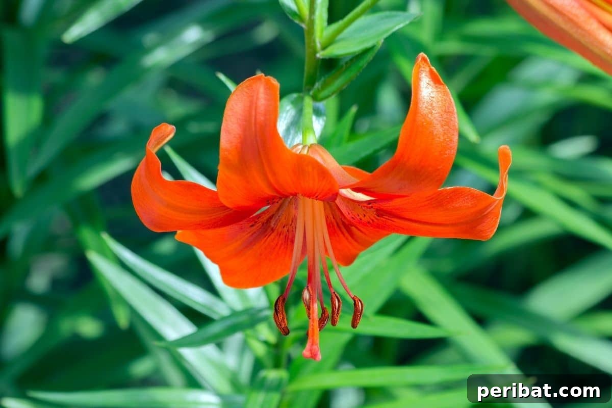 Transform Your Garden with Breathtaking Lilies 6 A cluster of Nankeen Lilies, or Lilium Testaceum, showcasing their unique apricot-orange blooms with delicate freckles in a sunlit garden.