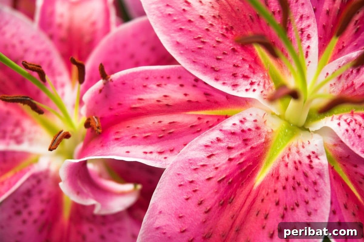 Transform Your Garden with Breathtaking Lilies 7 A close-up view of delicate pink Oriental Lilies in full bloom, revealing their intricate petal patterns and prominent stamens, filling the air with fragrance.