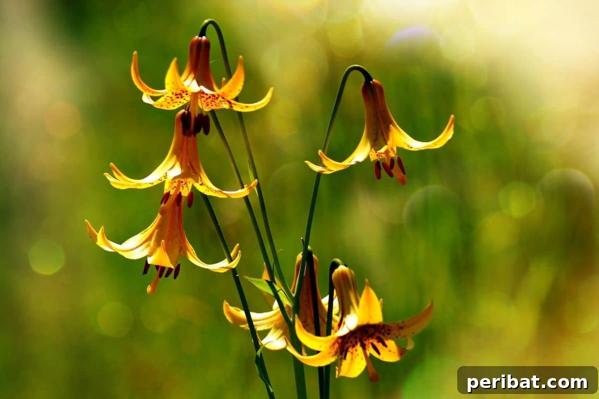 Transform Your Garden with Breathtaking Lilies 8 Graceful Canada Lilies with their distinctively nodding, bell-shaped yellow-orange flowers in a soft, blurred garden background.