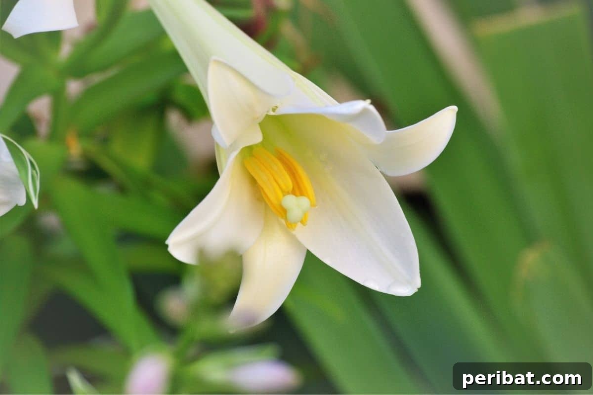 Transform Your Garden with Breathtaking Lilies 9 Elegant White Heaven lilies blooming profusely in a garden, displaying their pristine white, trumpet-shaped flowers.