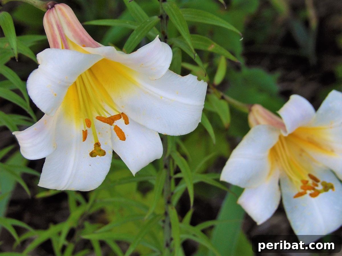 Transform Your Garden with Breathtaking Lilies 10 A stunning display of Trumpet Lilies in various shades, their large, elegant trumpet-shaped flowers reaching skyward.