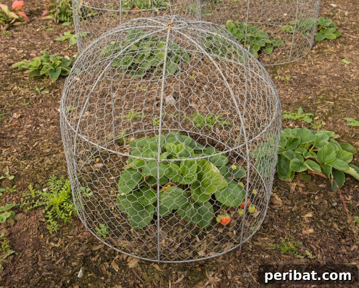 Upcycled Garden Cloches: Clever Ways to Shield Your Plants 13 plant in the garden with squirrel-proof wired cloche