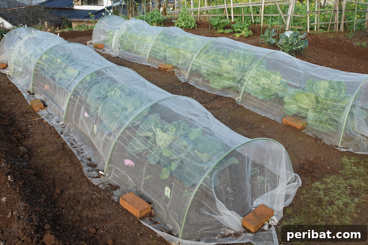 Upcycled Garden Cloches: Clever Ways to Shield Your Plants 16 plants protected in a tunnel cloche in the garden