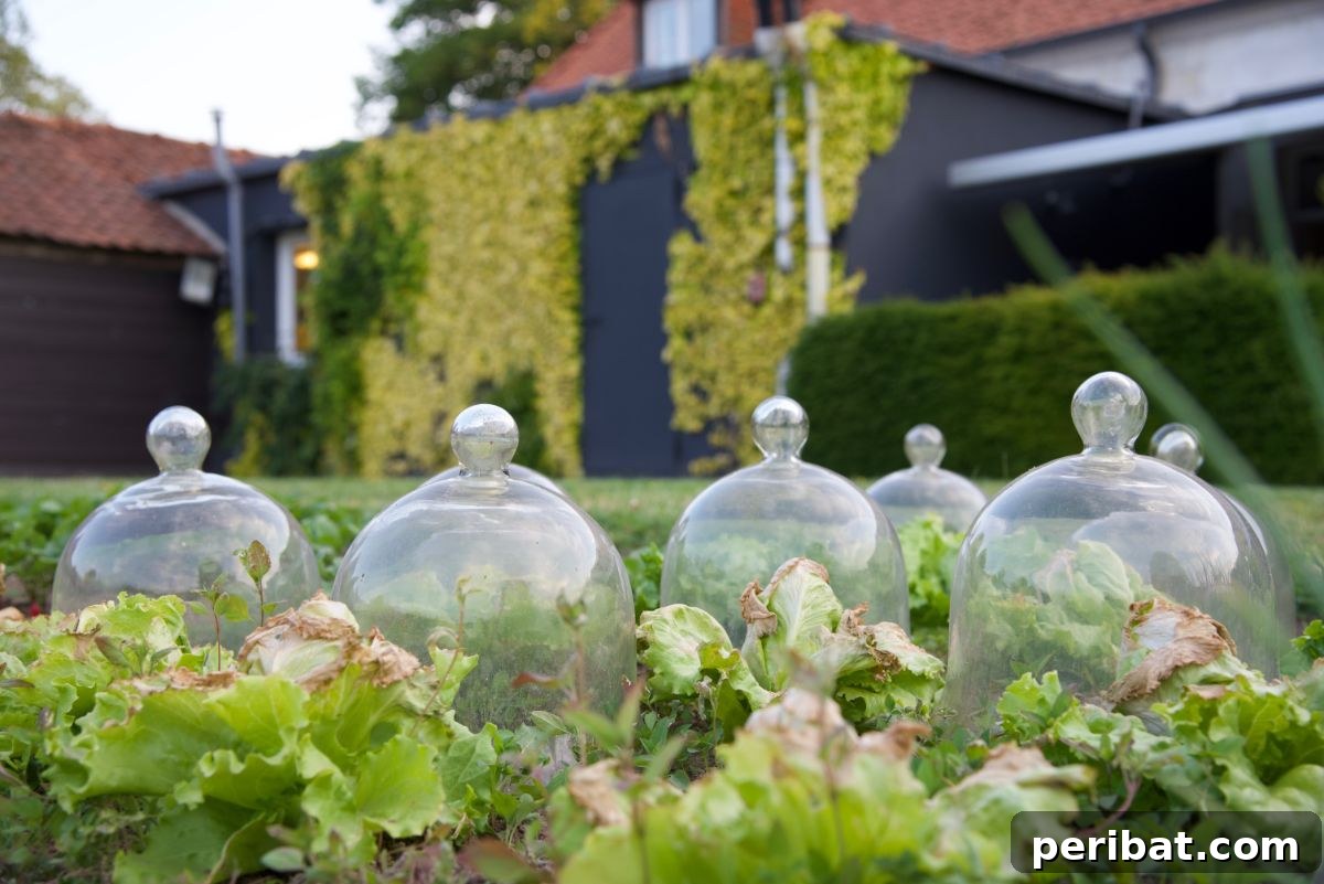 Upcycled Garden Cloches: Clever Ways to Shield Your Plants 3 traditional clear cloche in the garden