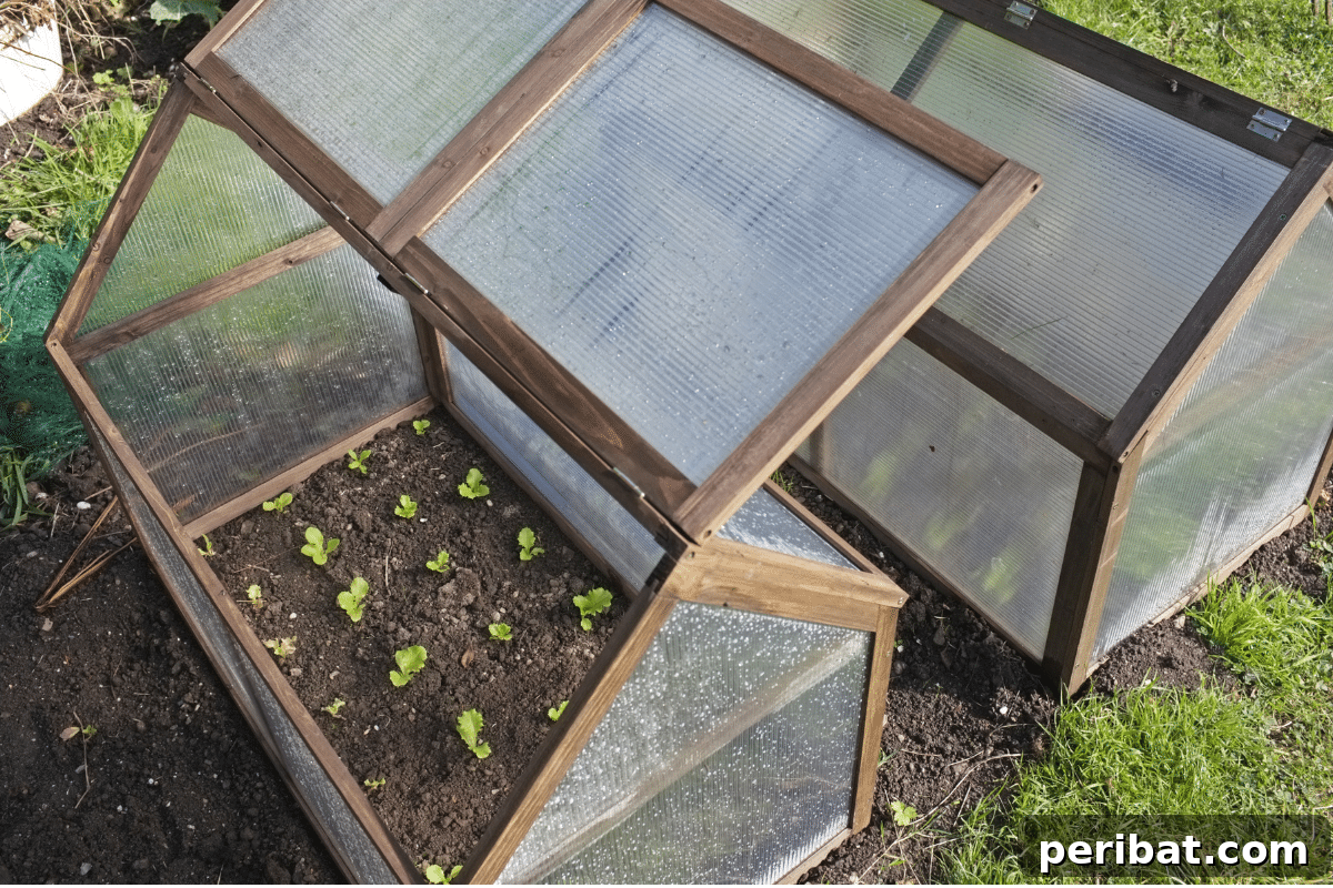 Upcycled Garden Cloches: Clever Ways to Shield Your Plants 8 DIY Greenhouse with young seedlings in the garden