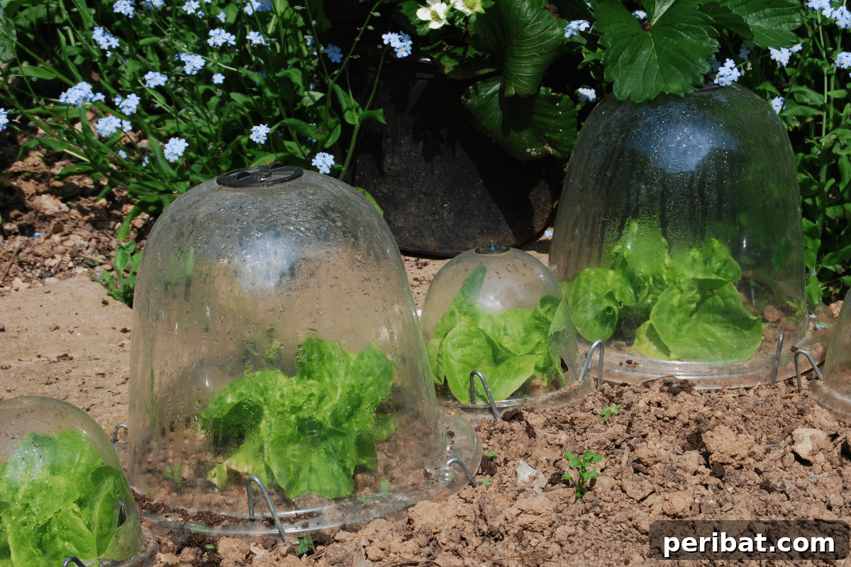 Upcycled Garden Cloches: Clever Ways to Shield Your Plants 10 Bell jar cloche in the garden