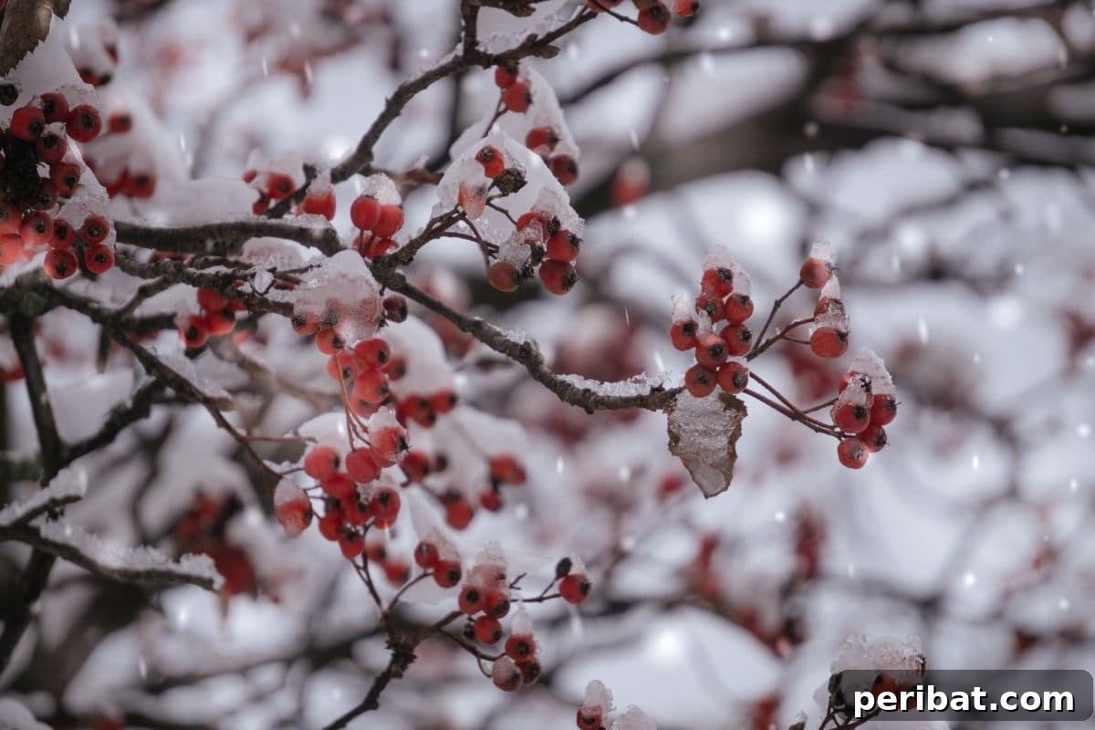 Boost Your Garden: 5 Wood Ash Uses and Storage Guide 3 Frozen berries from a branch in winter, illustrating the context for ice melting