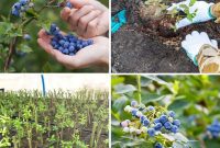 Grow Endless Blueberries: Your 3-Tip Guide to Cuttings Propagation