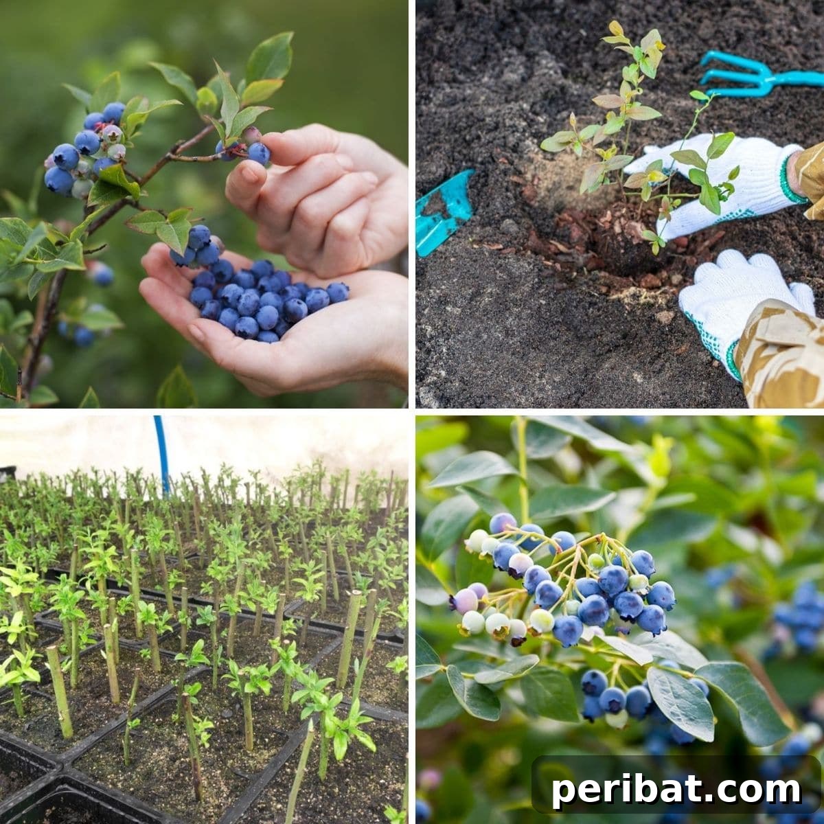 Grow Endless Blueberries: Your 3-Tip Guide to Cuttings Propagation 2 how to propagating blueberry