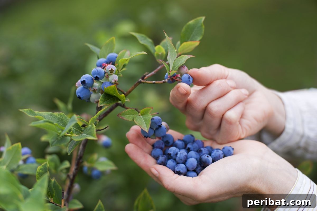 Grow Endless Blueberries: Your 3-Tip Guide to Cuttings Propagation 3 hand of a lady picking blueberries