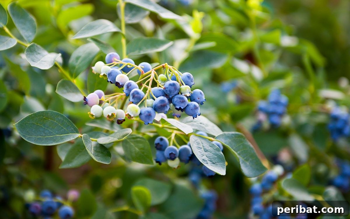Grow Endless Blueberries: Your 3-Tip Guide to Cuttings Propagation 4 branch of a highbush blueberry plant with fruits in the garden