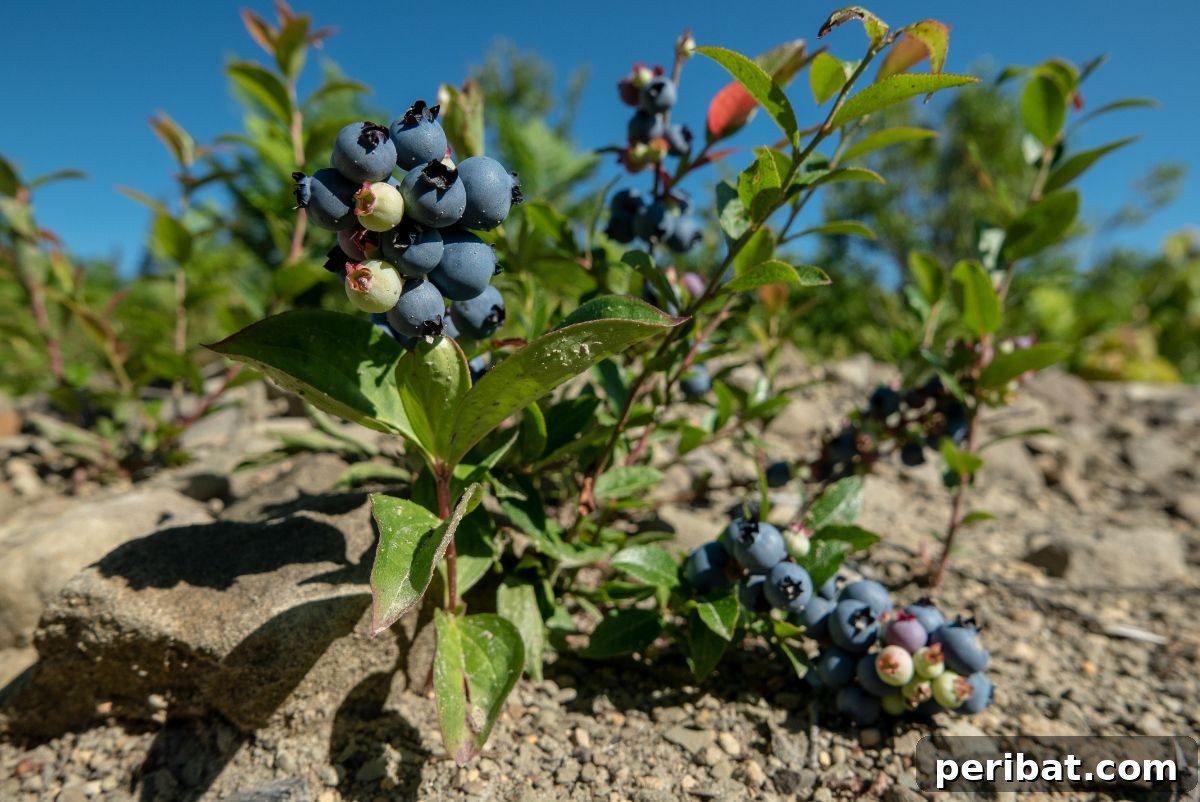 Grow Endless Blueberries: Your 3-Tip Guide to Cuttings Propagation 5 lowbush variety of blueberry with fruits and green leaves in the garden under the sunlight