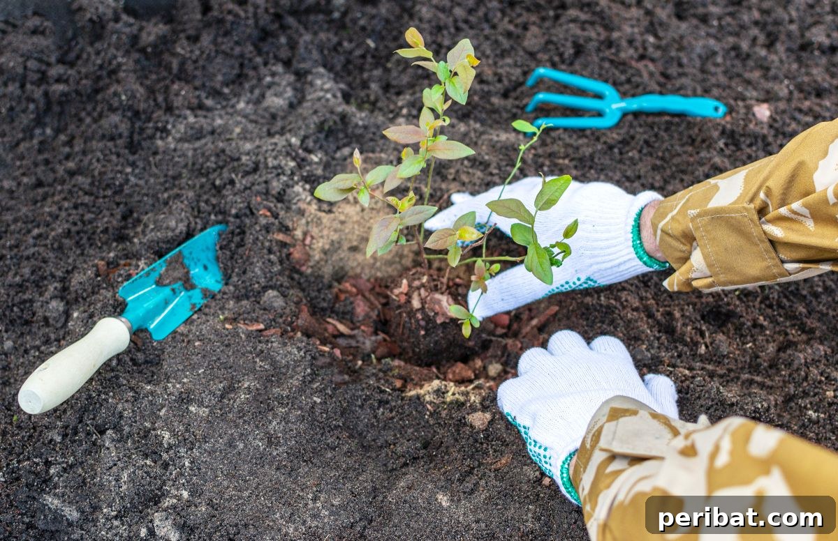 Grow Endless Blueberries: Your 3-Tip Guide to Cuttings Propagation 6 hand of a gardener wearing gloves planting blueberry sapling in the soil with gardening tools