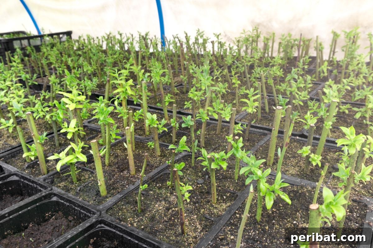 Grow Endless Blueberries: Your 3-Tip Guide to Cuttings Propagation 8 Blueberry cuttings in their container for propagation inside the greenhouse