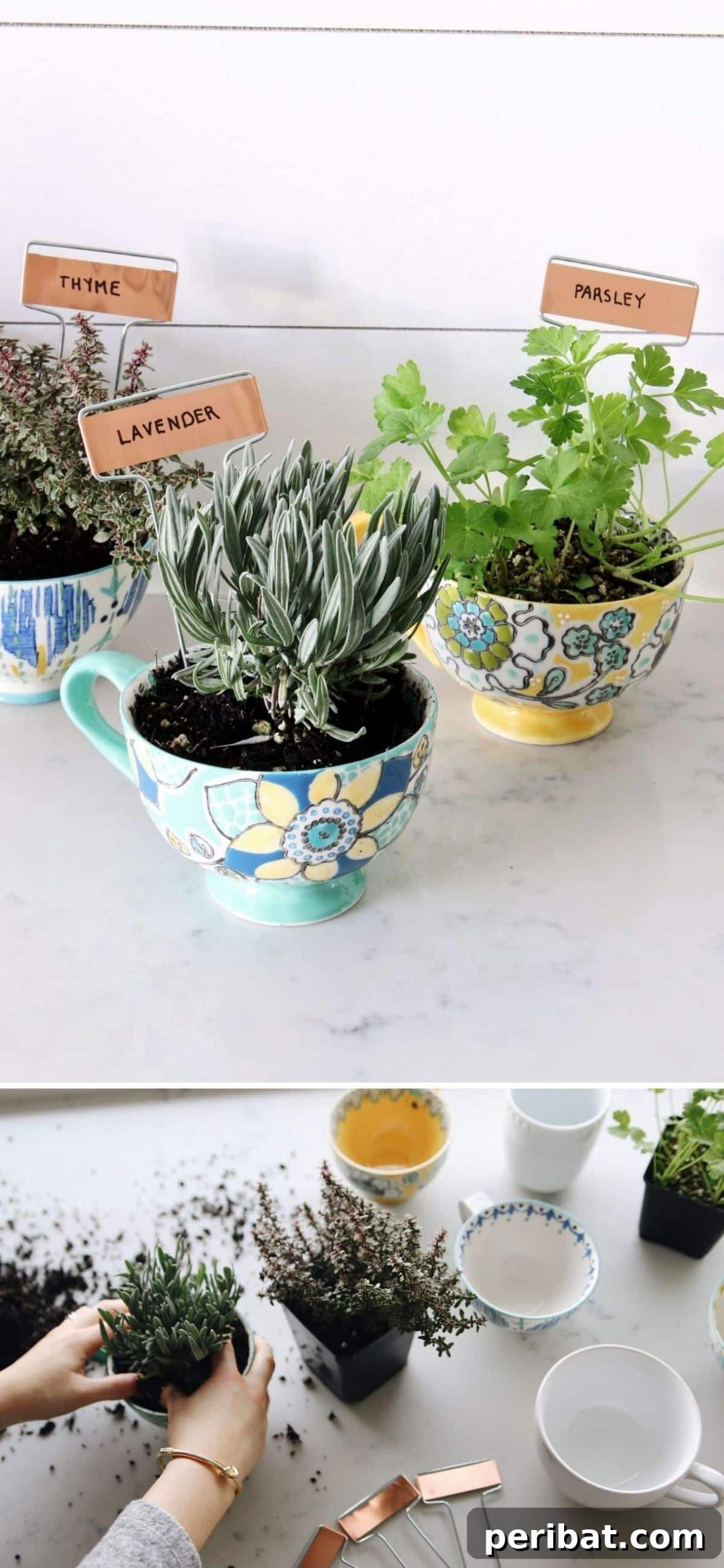 Coffee Mug Herb Garden