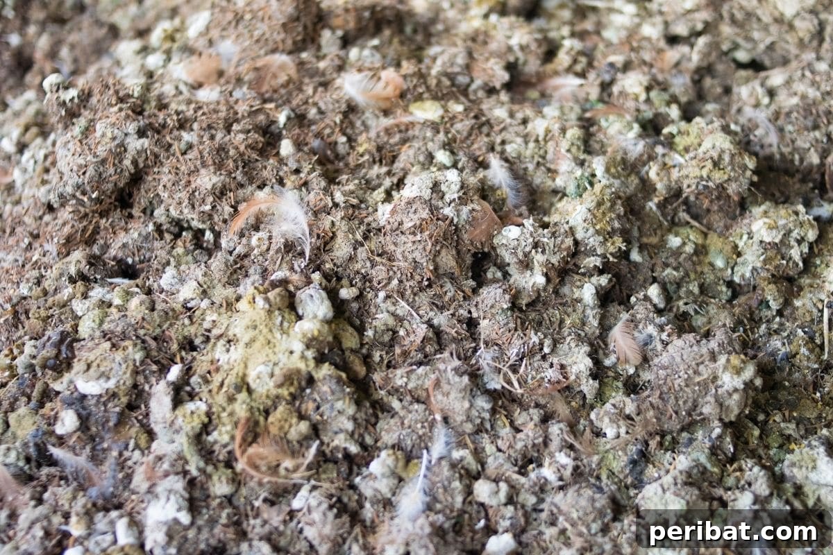 Chicken-Powered Gardening: 20 Essential Tips 2 Composted chicken manure ready for garden use, a rich organic fertilizer