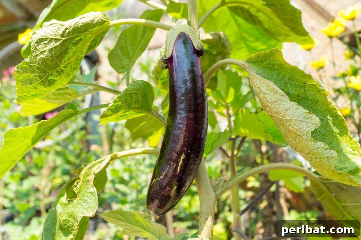 Chicken-Powered Gardening: 20 Essential Tips 11 Ripened eggplant hanging on a plant in the garden, a nightshade crop