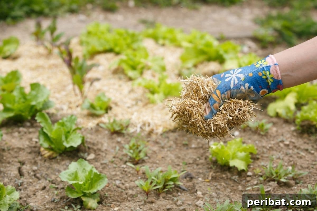 Chicken-Powered Gardening: 20 Essential Tips 15 Gardener's hand spreading mulch around plants, a practice that attracts chickens