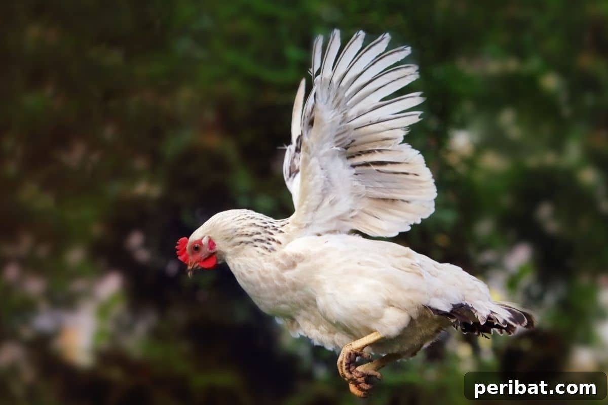 Chicken-Powered Gardening: 20 Essential Tips 19 A white chicken in mid-flight, showing the need for wing clipping in a contained garden