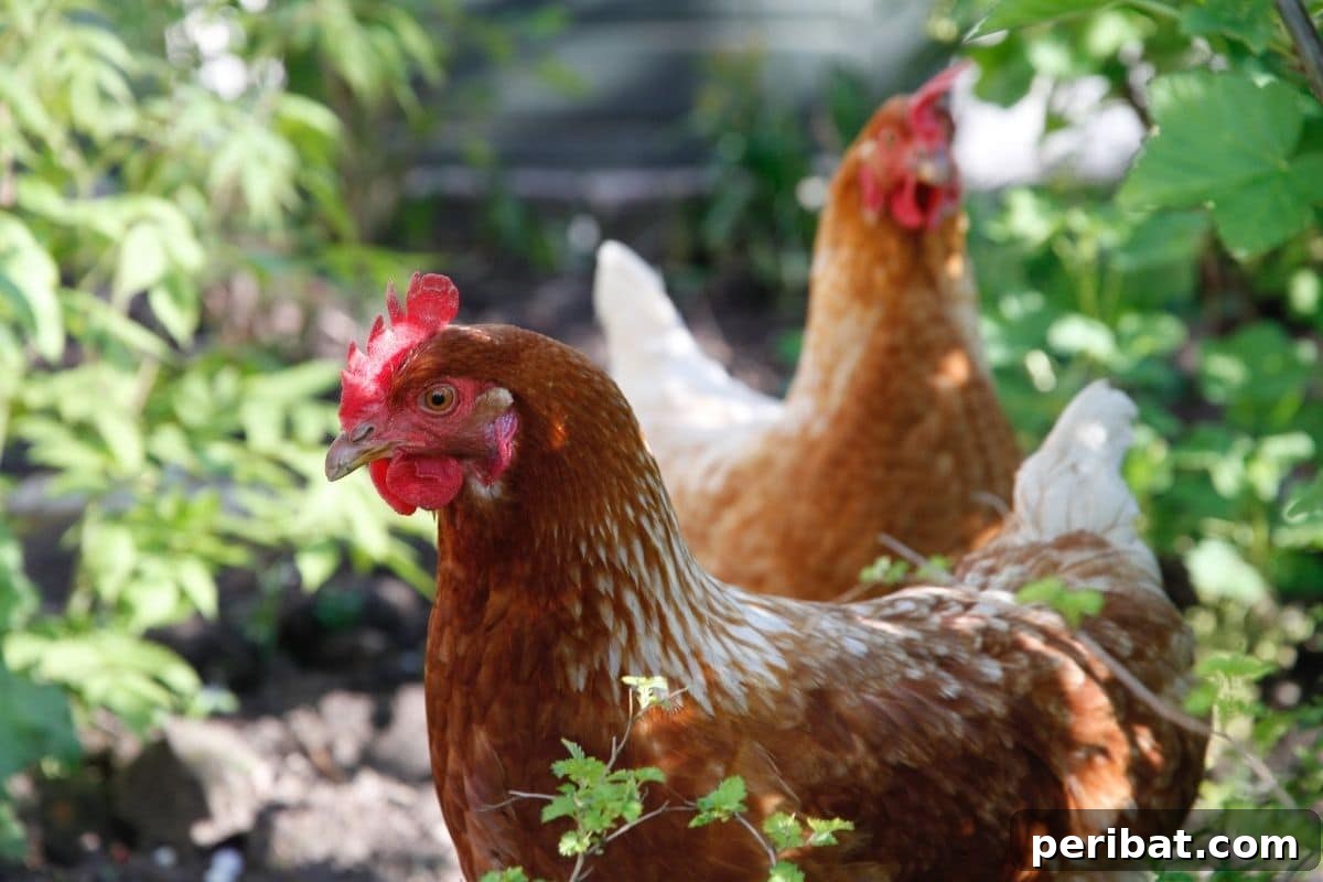 Chicken-Powered Gardening: 20 Essential Tips 20 Two chickens walking along the perimeter of a garden fence, foraging for pests