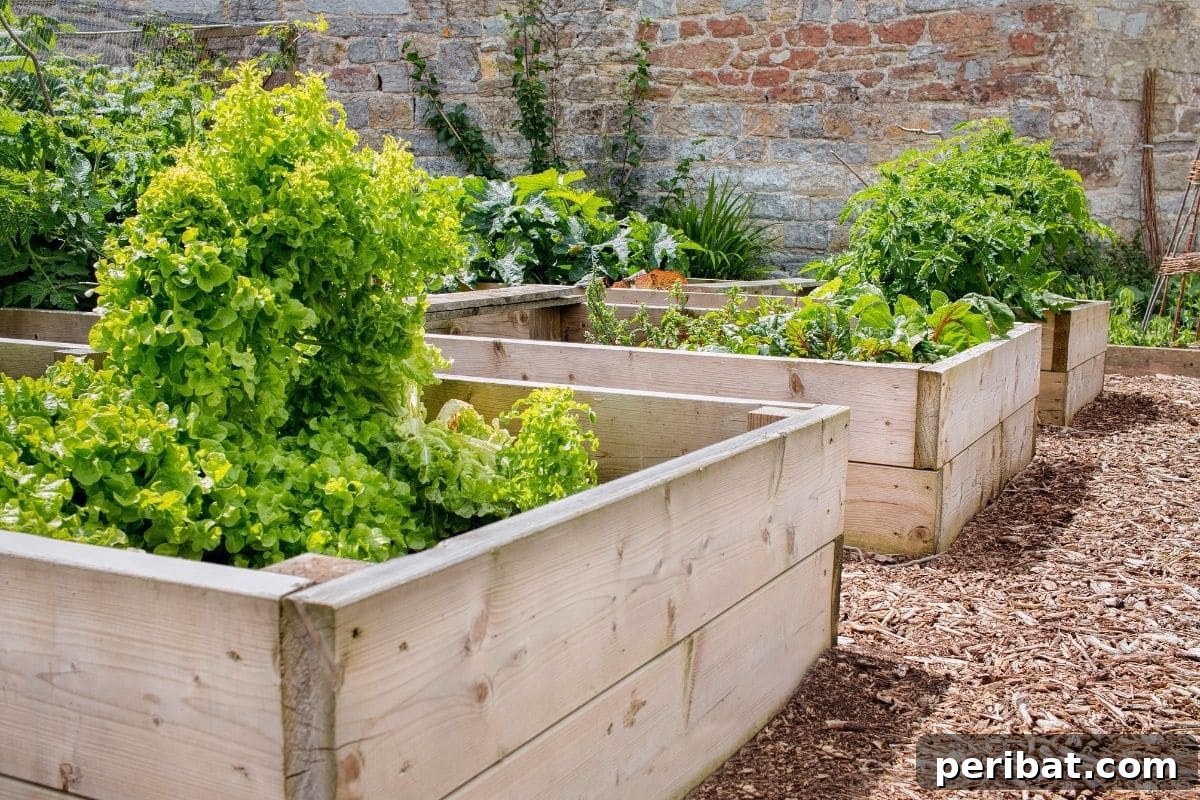 Chicken-Powered Gardening: 20 Essential Tips 21 Healthy plants growing in a wooden raised garden bed, elevated from ground level chickens