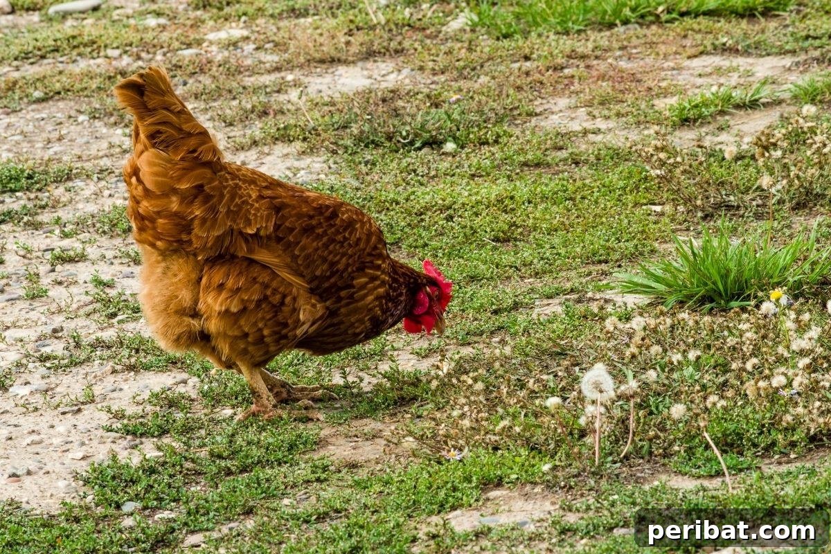 Chicken-Powered Gardening: 20 Essential Tips 4 Chicken foraging for weeds in a garden lawn, near gravel paths