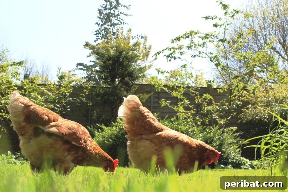 Chicken-Powered Gardening: 20 Essential Tips 5 Two chickens happily eating grass in a dedicated garden patch