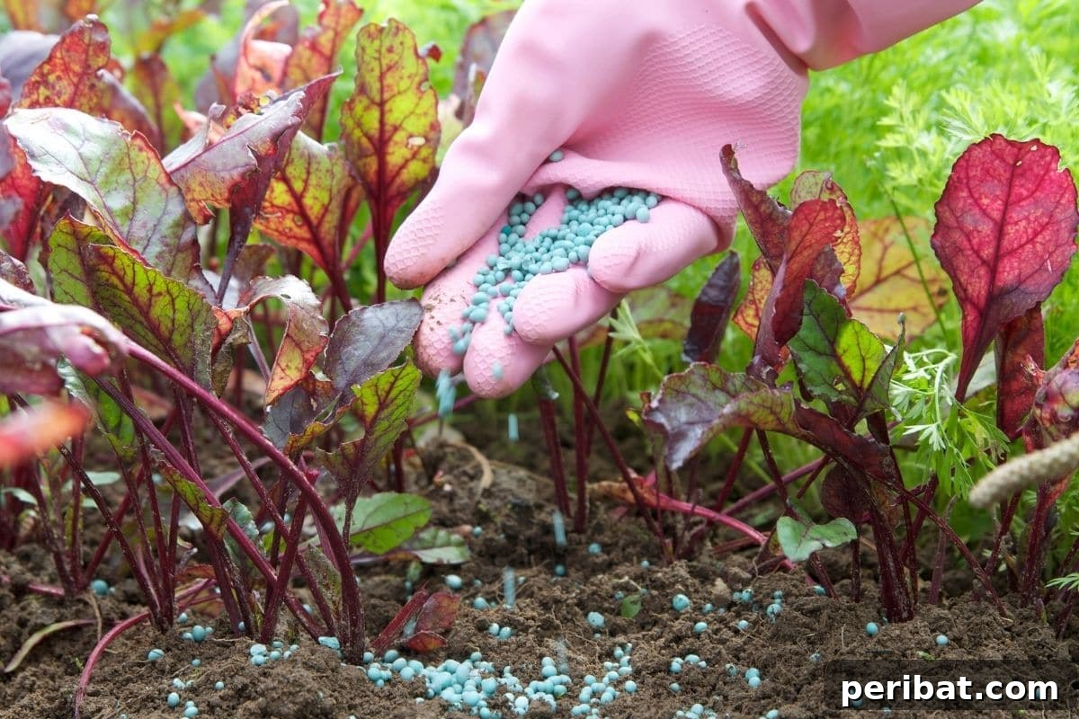 Chicken-Powered Gardening: 20 Essential Tips 6 Gardener spreading organic fertilizer, emphasizing a chemical-free approach for a chicken garden