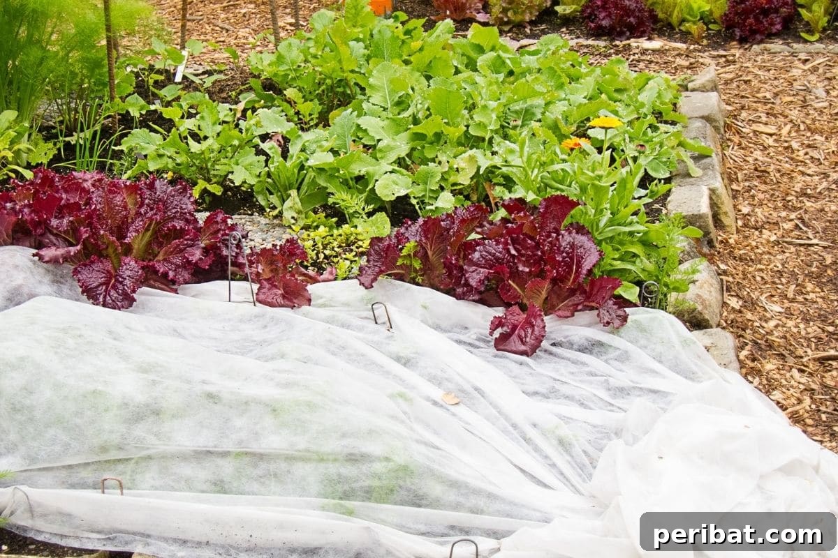 Chicken-Powered Gardening: 20 Essential Tips 8 Lettuce plants in a garden bed, partially covered with white plastic row covers
