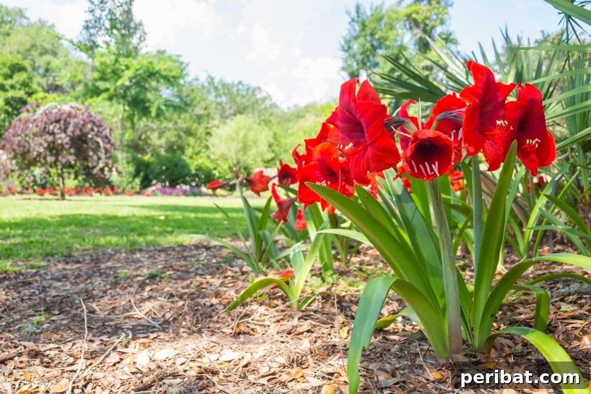 Chicken-Powered Gardening: 20 Essential Tips 10 Amaryllis with vibrant red flowers in a garden, a plant potentially toxic to chickens