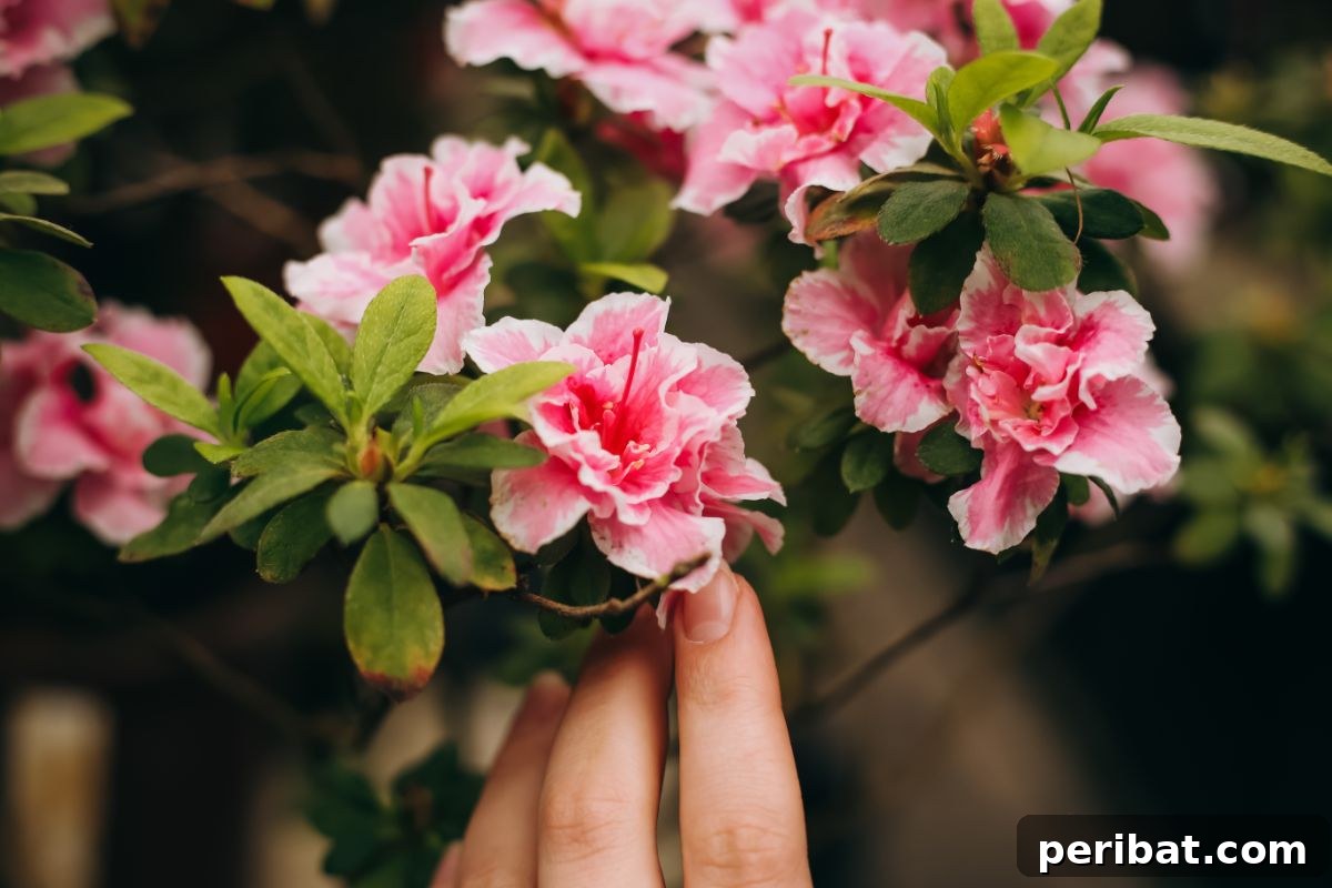 From Snip to Shrub: 15 Varieties You Can Grow from Cuttings 2 touching the pink flowers of Azaleas