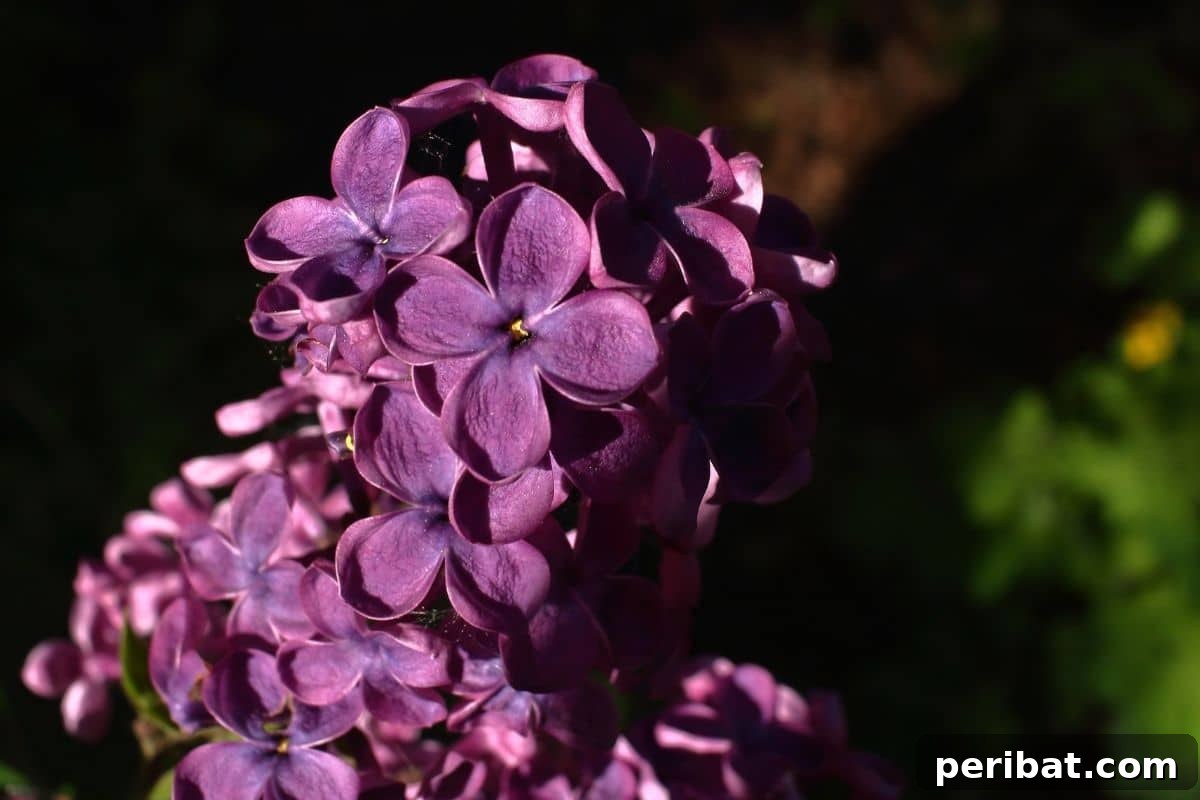 From Snip to Shrub: 15 Varieties You Can Grow from Cuttings 11 purple flowers of Lilacs in the morning