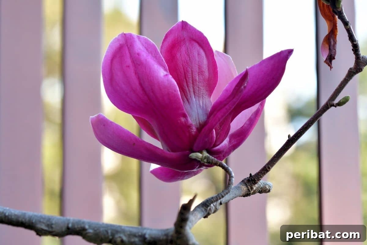 From Snip to Shrub: 15 Varieties You Can Grow from Cuttings 12 a branch of Magnolia with pink flower behind the fence