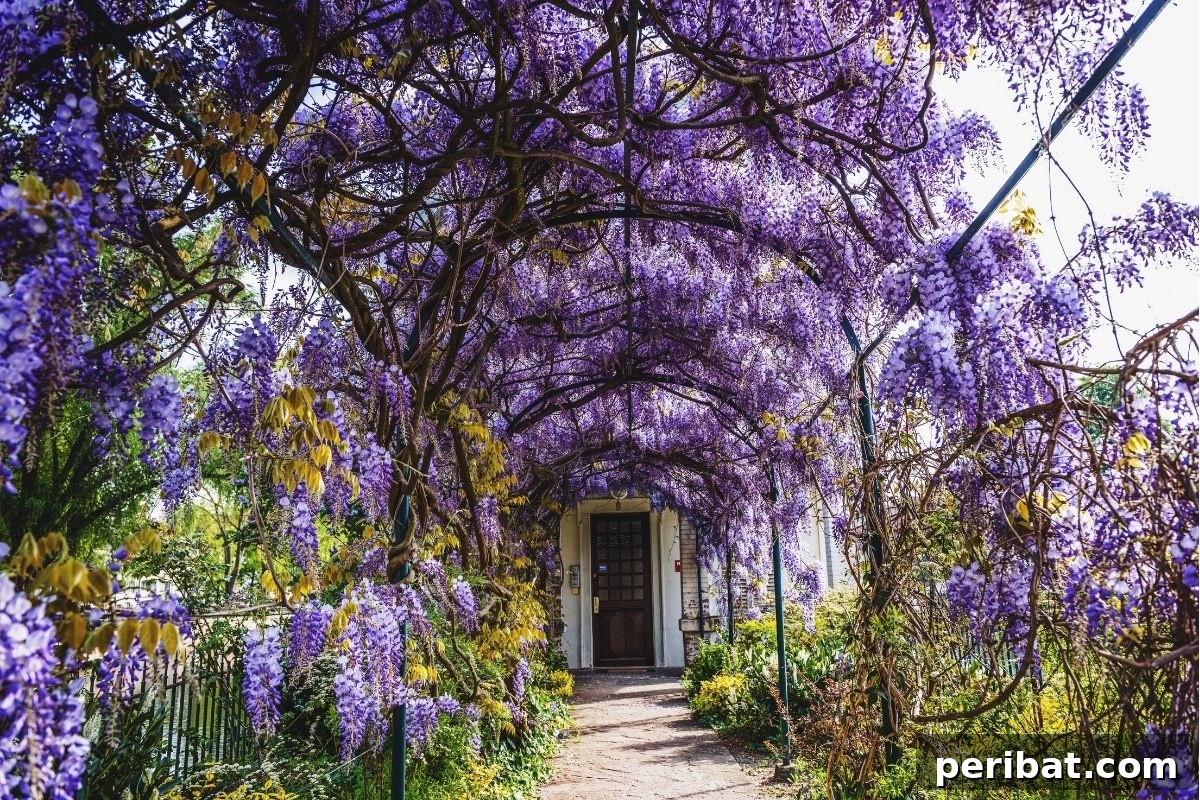 From Snip to Shrub: 15 Varieties You Can Grow from Cuttings 15 arched arbor pathway going to the front door with growing purple Wisteria flowers